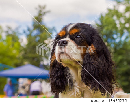 close-up portrait of a dog breed Cavalier King Charles Spaniel, shallow depth of field 13976236