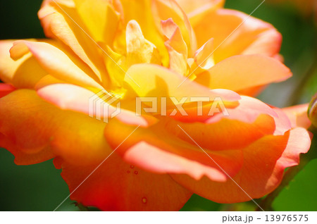 春薔薇 春薔薇 13976575