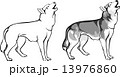 wolf howling - options 13976860