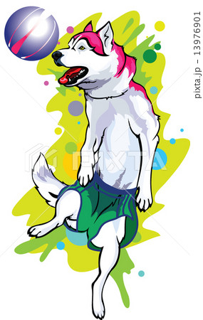dog football dog football 13976901