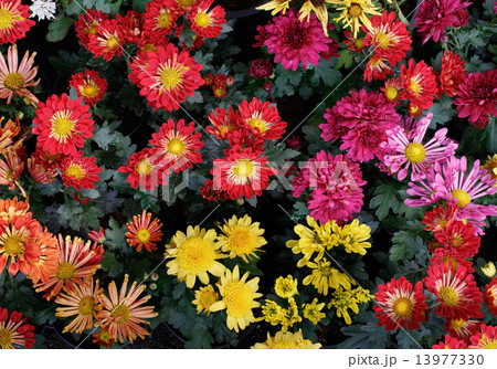 close up beautiful petal of chrysanthemums flower in plantation 13977330