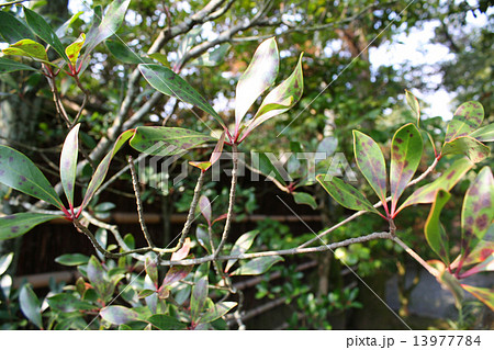 クロモジ 13977784