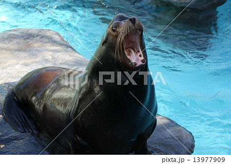 カリフォルニアアシカ カリフォルニアアシカ 13977909