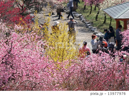 梅　花見 13977976