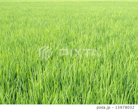 夏 青田 夏 青田 13978032