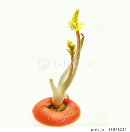 ニンジンのリボベジ（リボーンベジタブル） 13978235