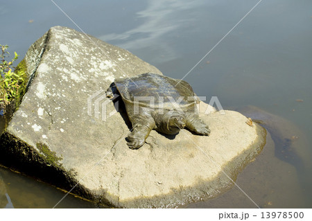 スッポン 13978500