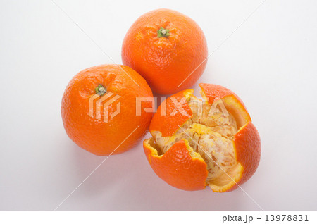 伊予柑 13978831
