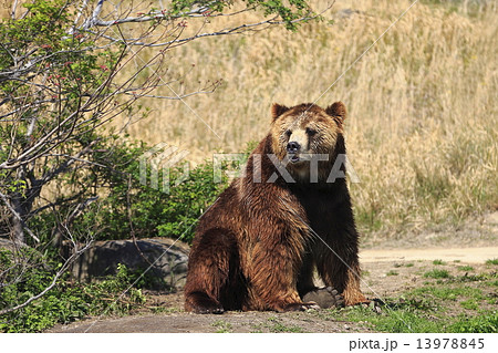 ヒグマ 13978845
