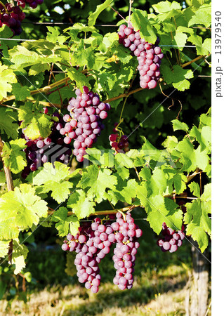 grapevine in vineyard (gewurztraminer), Alsace, France grapevine in vineyard (gewurztraminer), Alsace, France 13979540