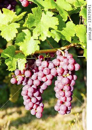 grapevine in vineyard (gewurztraminer), Alsace, France grapevine in vineyard (gewurztraminer), Alsace, France 13979541