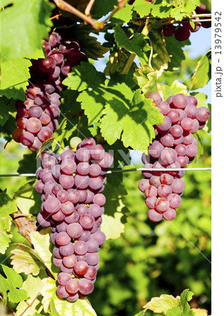 grapevine in vineyard (gewurztraminer), Alsace, France grapevine in vineyard (gewurztraminer), Alsace, France 13979542