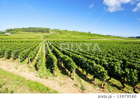vineyards of Cote de Beaune near Pommard, Burgundy, France vineyards of Cote de Beaune near Pommard, Burgundy, France 13979560