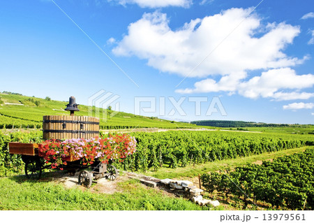 vineyards of Cote de Beaune near Pommard, Burgundy, France 13979561