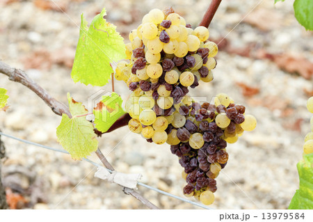 white grape in Sauternes Region, Aquitaine, France 13979584