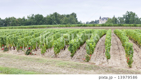 vineyard, Sauternes Region, France vineyard, Sauternes Region, France 13979586