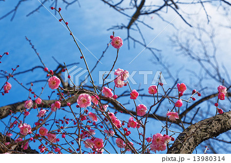 満開の紅梅と青空 13980314