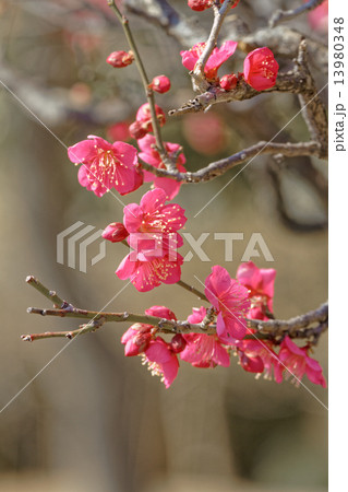 満開の紅梅の花 13980348