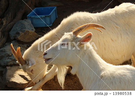 和歌山城動物園にて ヤギ 和歌山城動物園にて ヤギ 13980538