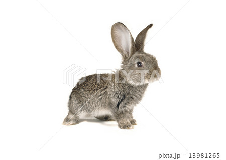 grey rabbit grey rabbit 13981265