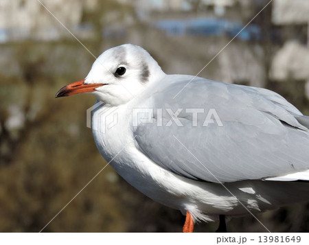 ユリカモメ／上野不忍池 13981649