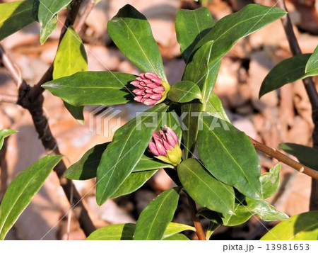 ジンチョウゲの蕾/小宮公園 ジンチョウゲの蕾/小宮公園 13981653