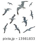 Set of seagulls isolated on white background 13981833