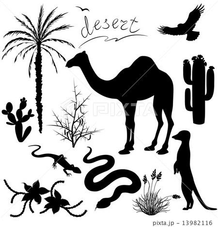 Desert plants and animals set Desert plants and animals set 13982116