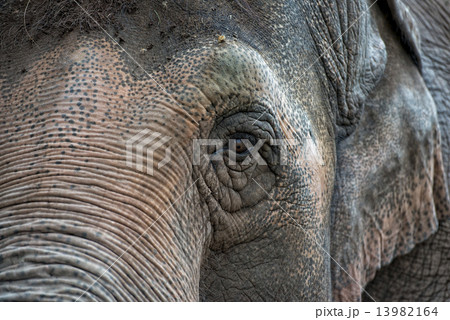 elephant eye elephant eye 13982164