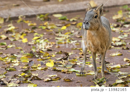 capibara capibara 13982165