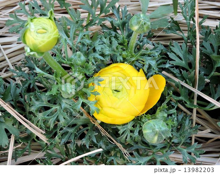 ラナンキュラス／八王子 13982203