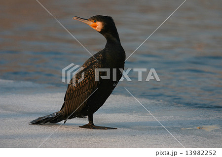 Cormorant on the river in winter Double-crested cormorant 13982252