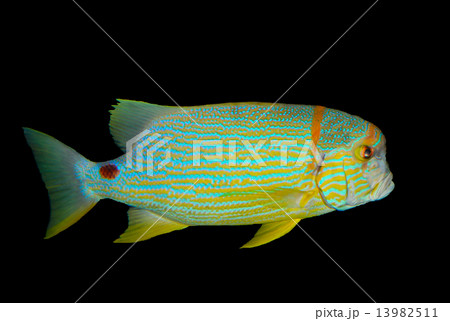 Sailfin snapper 13982511