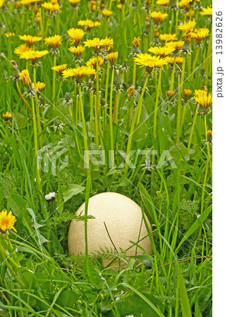 Egg in grass 13982626