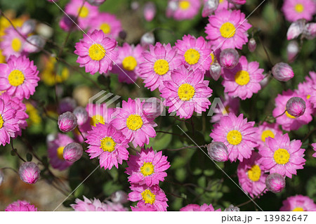 ローダンセの花の写真素材