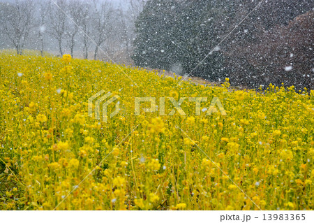 雪の菜の花畑 13983365
