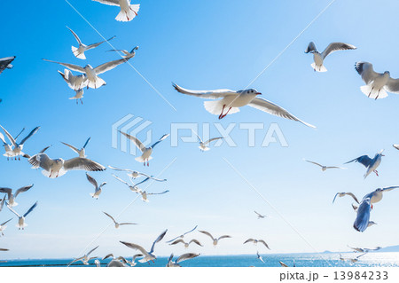 羽ばたくカモメの群れ 13984233