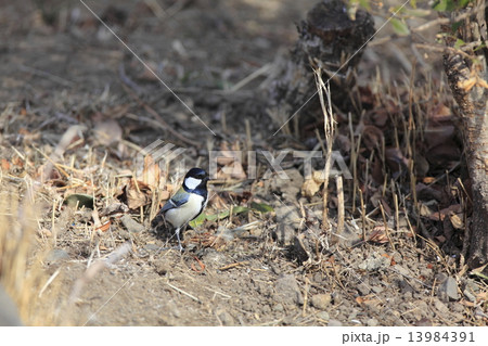 シジュウカラ 13984391