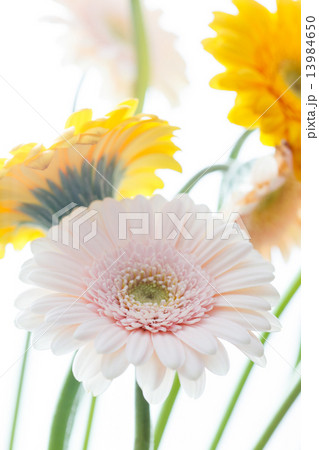 gerbera flowers 13984650