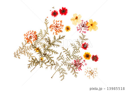 summer flowers 13985518