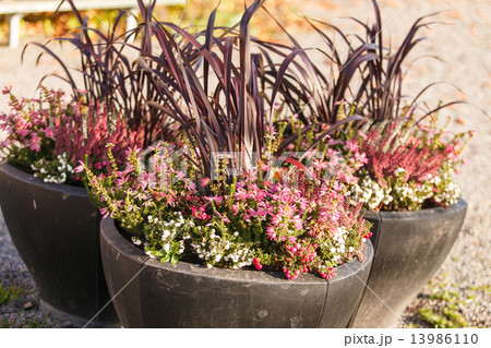 autumn plants autumn plants 13986110