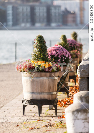 autumn plants autumn plants 13986350