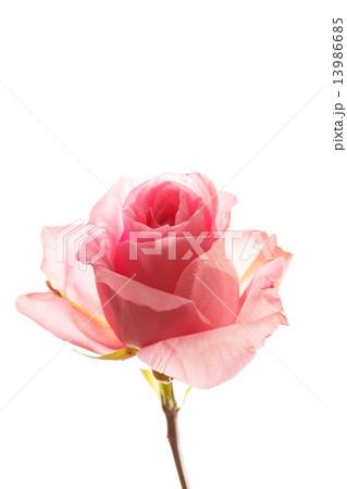 beautiful rose 13986685
