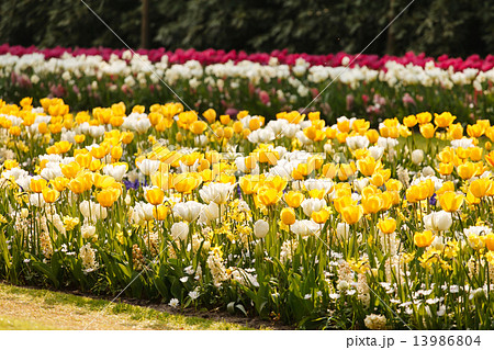 spring garden 13986804