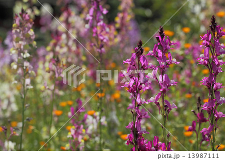 ヒメキンギョソウの花畑 ヒメキンギョソウの花畑 13987111