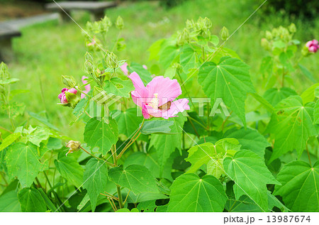 セセリのいる芙蓉の花 13987674