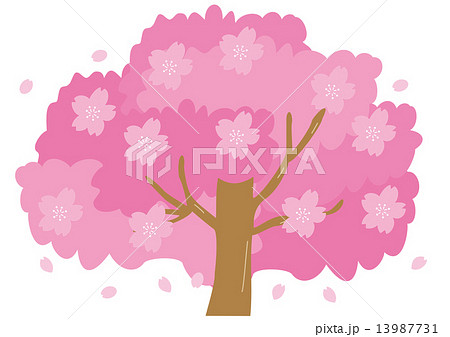 満開の桜 13987731