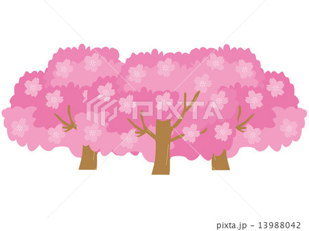 満開の桜 13988042