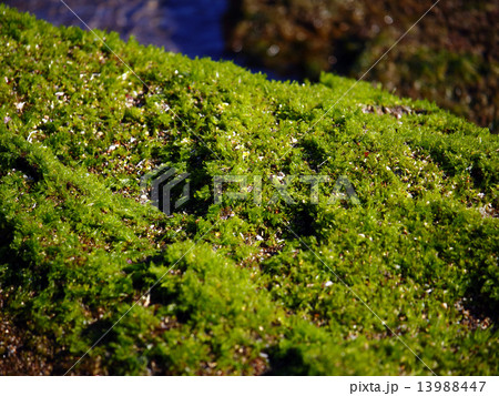 アサクサ海苔 13988447