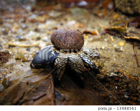ツチグリ (山のタコ) ツチグリ (山のタコ) 13988561